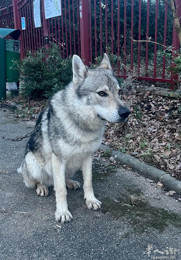 一岁捷克狼犬寻有缘人！已接种疫苗，有意者联系：0650519199、066004