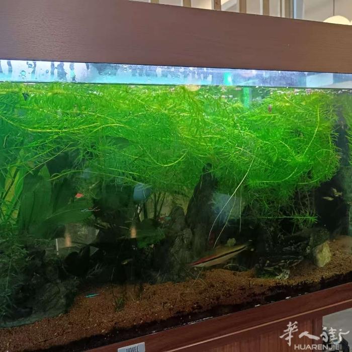 水草15欧10条加送10条小鱼外送10个螺