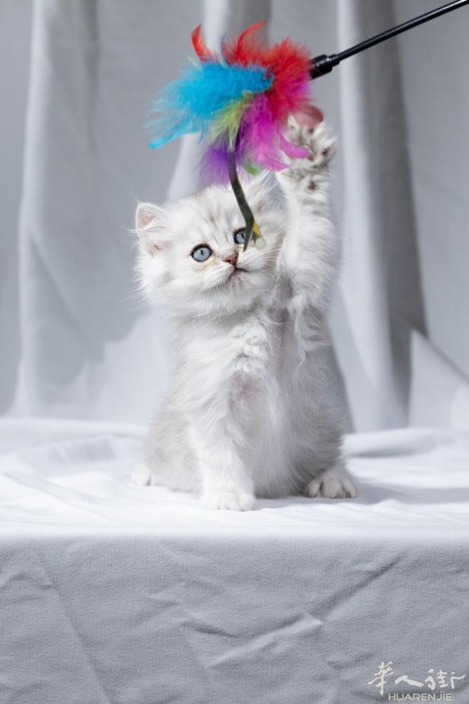 纯种英国长毛猫找家～ 图1是妹妹 其余三个都是弟弟 已经扎了一针疫苗了 700欧
