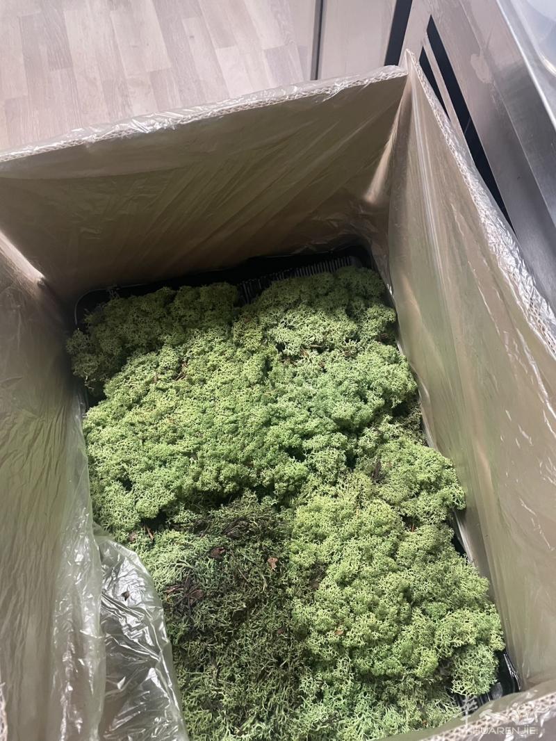 全新天然苔藓绿植墙材料（非人造）：
浅绿 fore