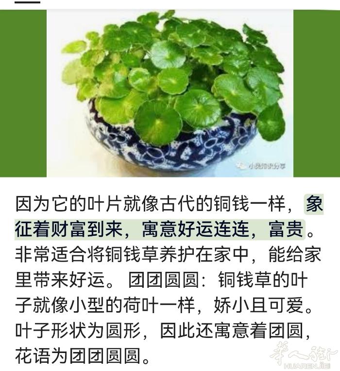 出售铜钱草，给水就能活。微信bravissimissimi