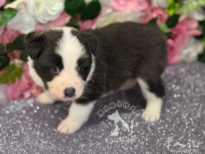 【边境牧羊犬】2母1公