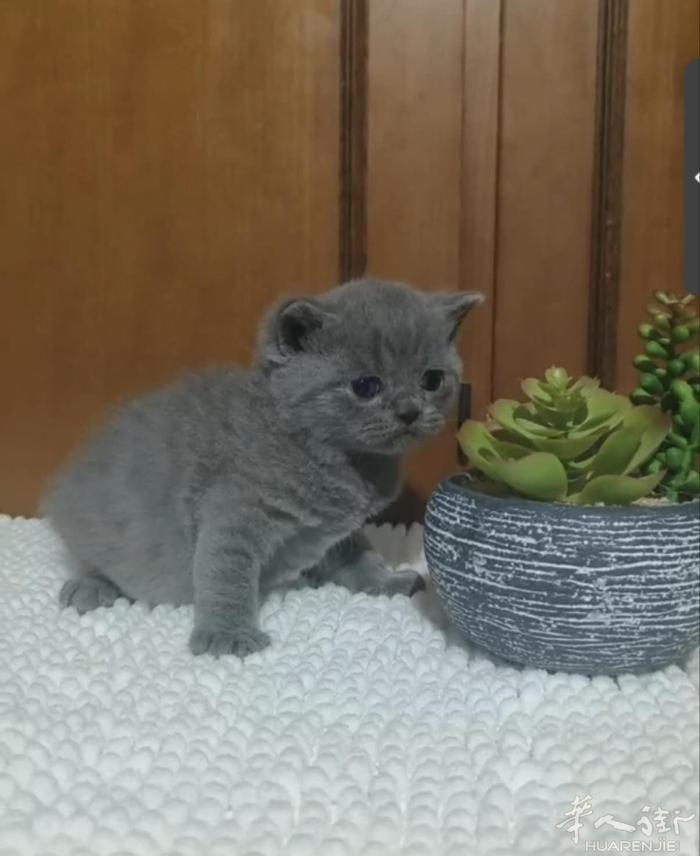 蓝猫幼崽找家长喜欢的私聊，微信号a13393899771
