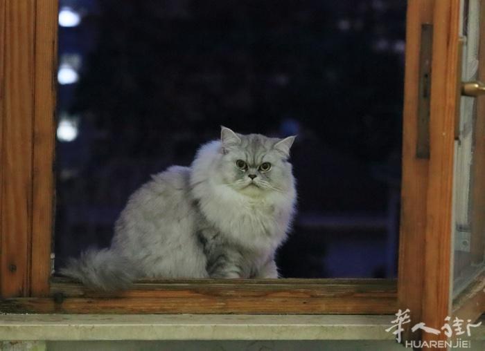 米兰领养长毛猫 两岁了 已经绝育和打了三针疫苗 从不抓人咬人 性格温和超级可爱