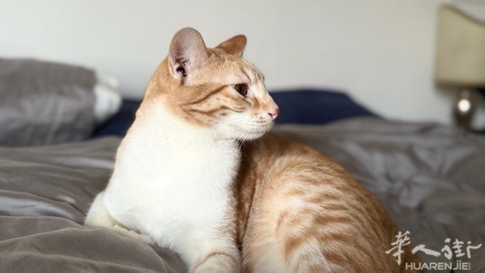 免费送一只橘猫（有半只豹猫血统）一岁三个月 超级粘人 已绝育 两只疫苗 公猫 再