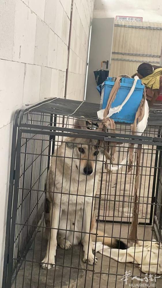 我家爱犬🐶与昨晚走丢、如有好心人士看到请致电3898481989必有重谢！拜托