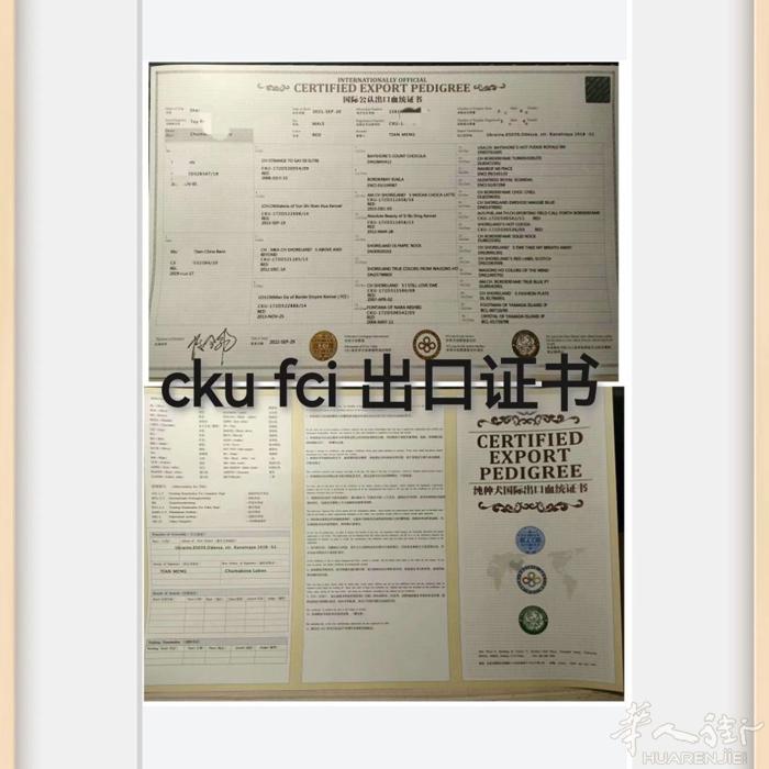 猫咪狗狗办理血统，渠道办理，WCF，CFA都有，50到80不等，有要的➕微信FI