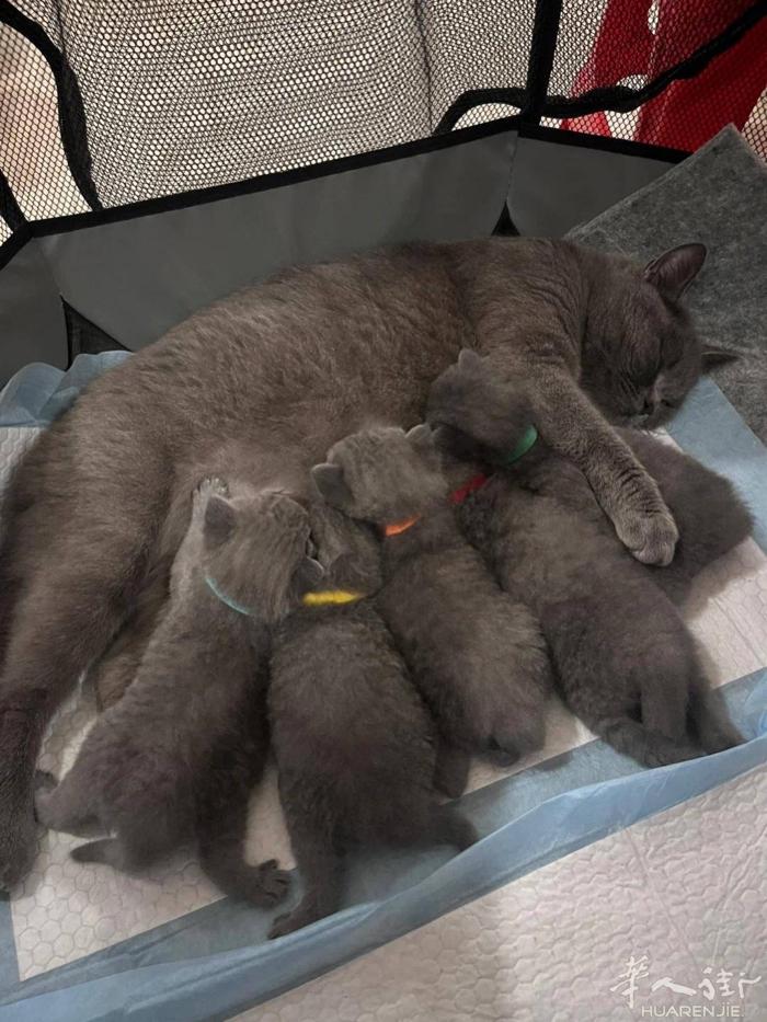 刚刚出生的小蓝猫，不是转让，更不是抛弃，只是想为它找一个能继续幸福的家，小猫出生