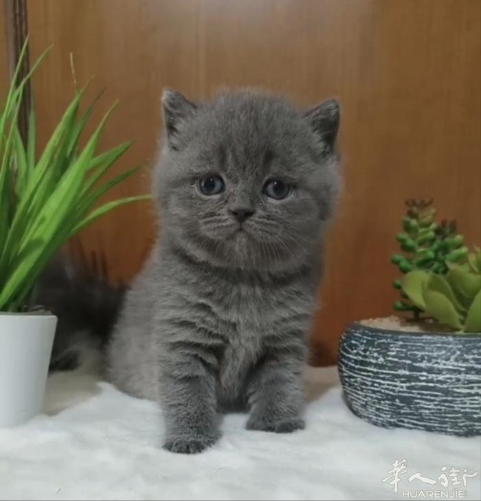 蓝白幼崽找家长，喜欢的私聊，微信号a13393899771