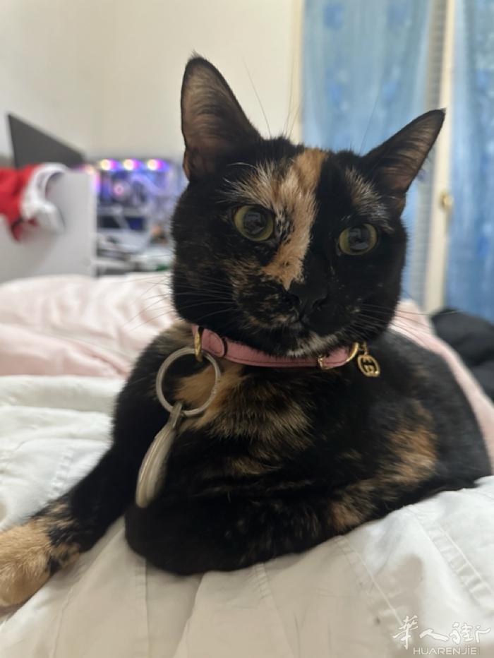 Prato2000欧见猫给钱 谁今年年初捡到我家猫了 如果不想养了 请联系我还给