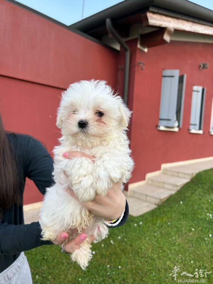 MALTESI犬 品种—Maltesi 性别—公2、母1 年龄—不到三个月 疫苗