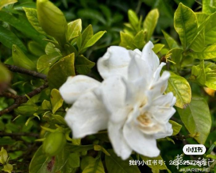 米兰周边 办理家庭团聚！安全可靠、有需要的老乡联系；wx//francezcox