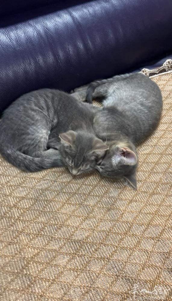 免费送猫猫，谁要联系我3333720388