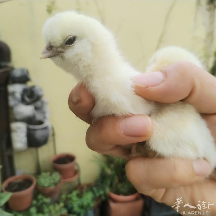 自家繁殖的乌鸡苗，种鸡都是各种颜色的观赏品种鸡，有兴趣的赶紧下单，米兰华人街附近