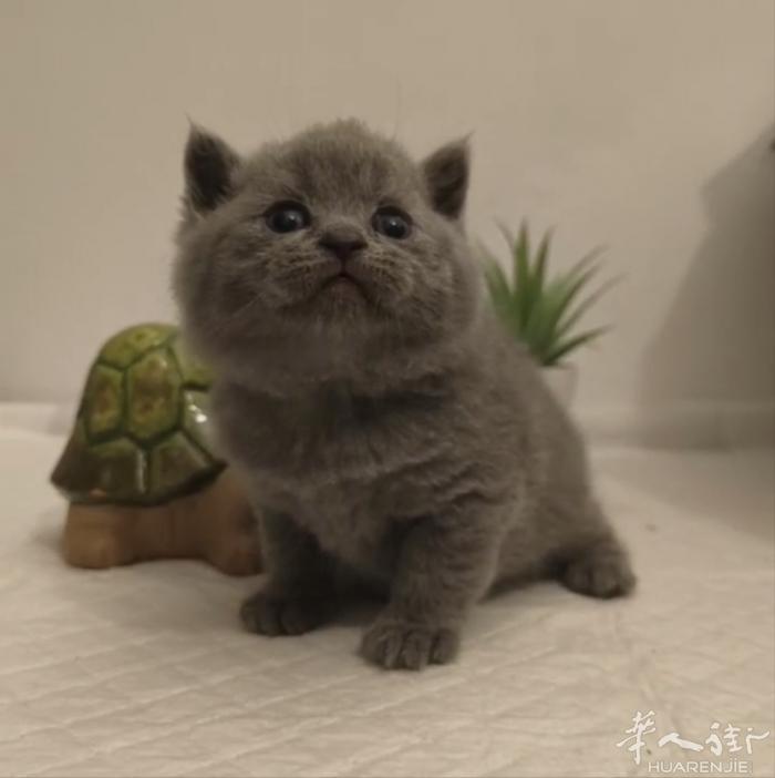 蓝猫幼崽俩公一母找家长喜欢的私聊，微信号a13393899771