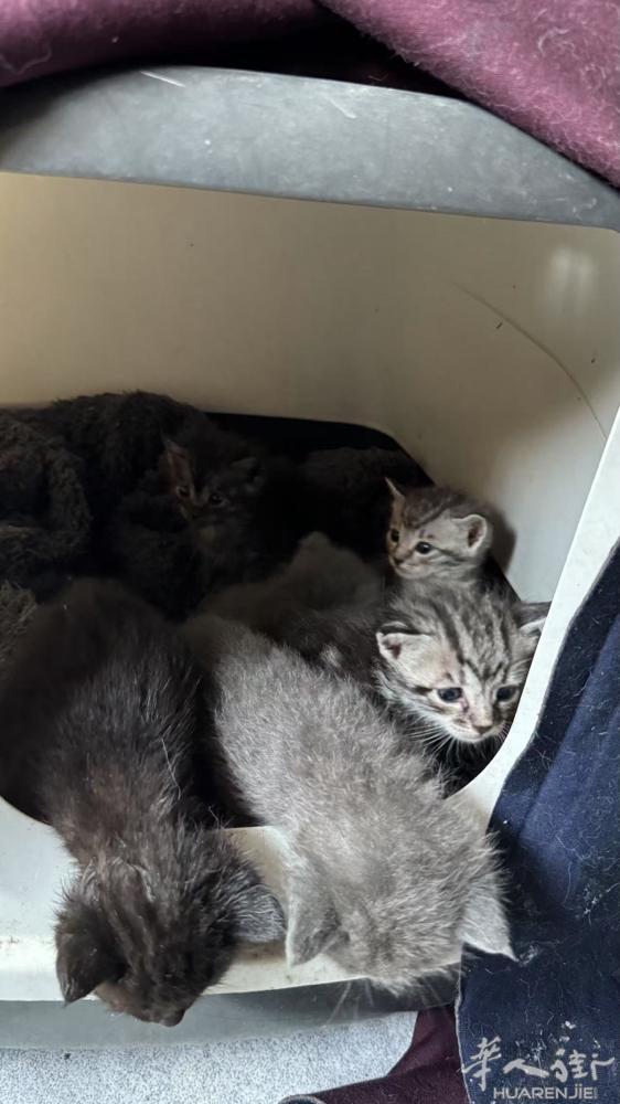 我家超可级可爱的英短虎猫，1个多月啦