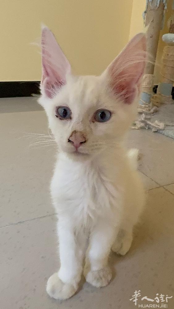缅甸血统。公猫，一岁
