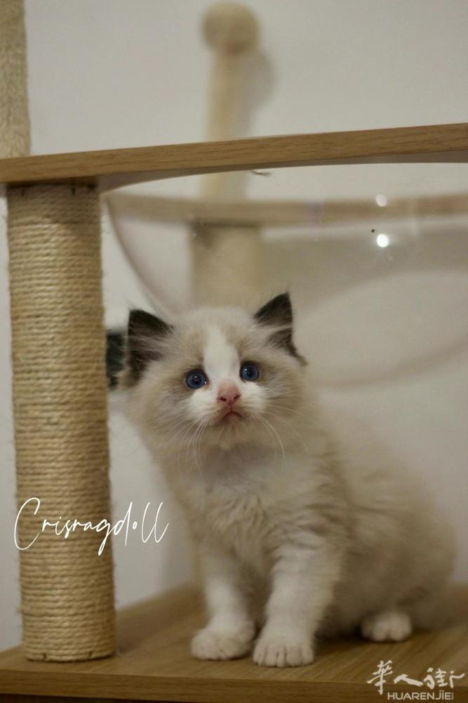 我们是专业繁育布偶猫舍致力于提供优质猫咪和完善的售后服务！全欧盟可送🏠 目前有