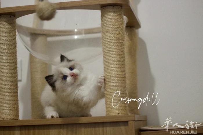 意大利专业繁育布偶猫舍——致力于提供优质猫咪和完善的售后服务！全欧盟可送🏠 目