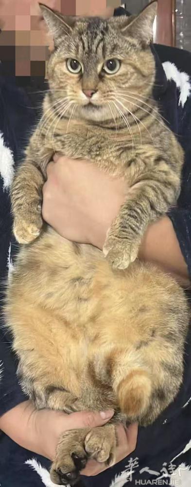 送一只狸花猫 很乖 以结扎母的 2岁 因家里大狗赶它导致害怕家里的狗 割爱送出