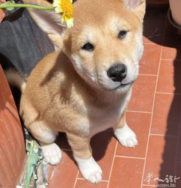 纯种柴犬宝宝待新家啦！ 剩下两只超萌崽崽等你牵走～  • 老大：标准柴犬毛色，眼