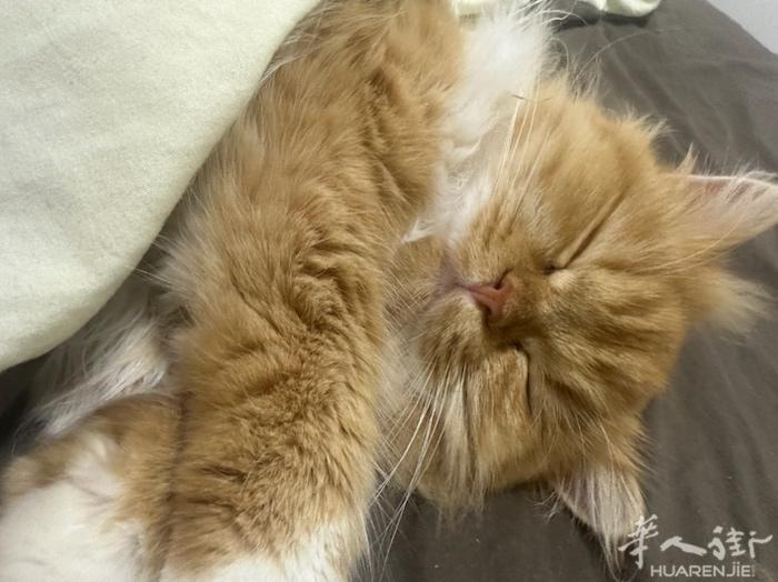 想帮小猫咪找个男朋友