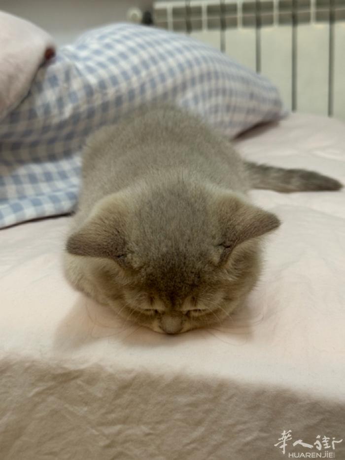 找主人 粘人小猫咪  可以随便撸 很乖  有意者➕v ：simonaxxi_