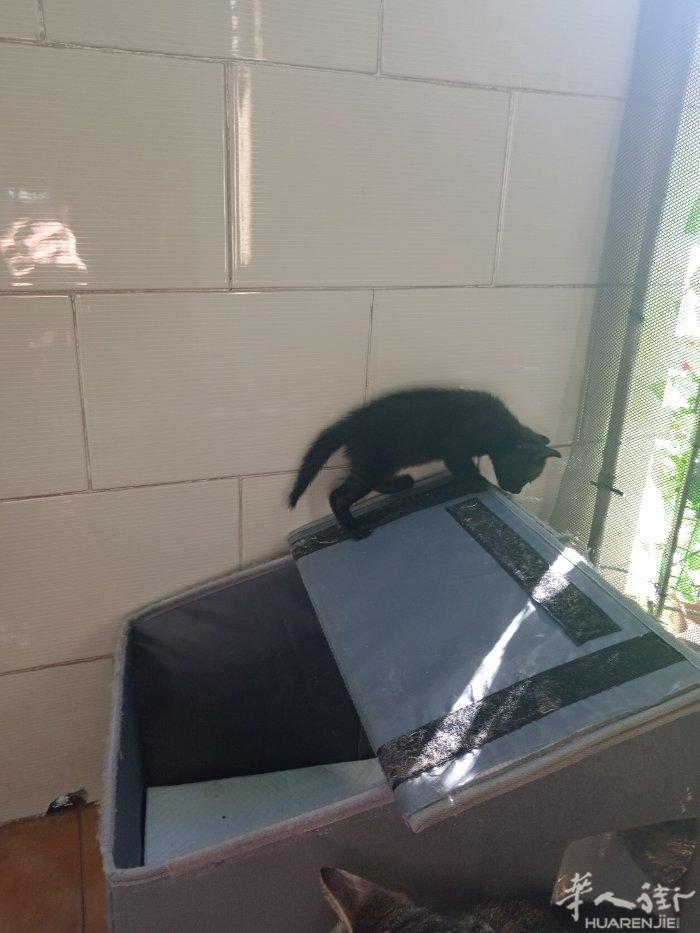 无偿出两只呆萌小黑猫，4月9日出生，性格超好