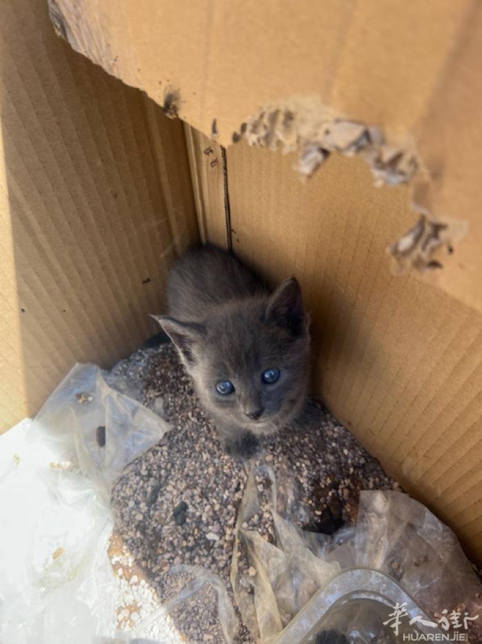 2个月大的英短虎猫，性格温顺超级可爱