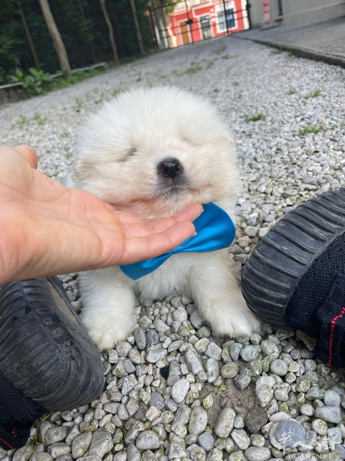 便宜出萨摩耶幼崽 850一只 纯种带pedigree，要血统加50 包第一针疫苗