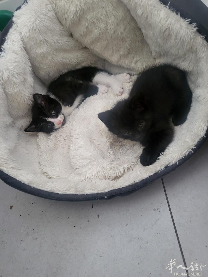 我家这有刚满月的小猫咪