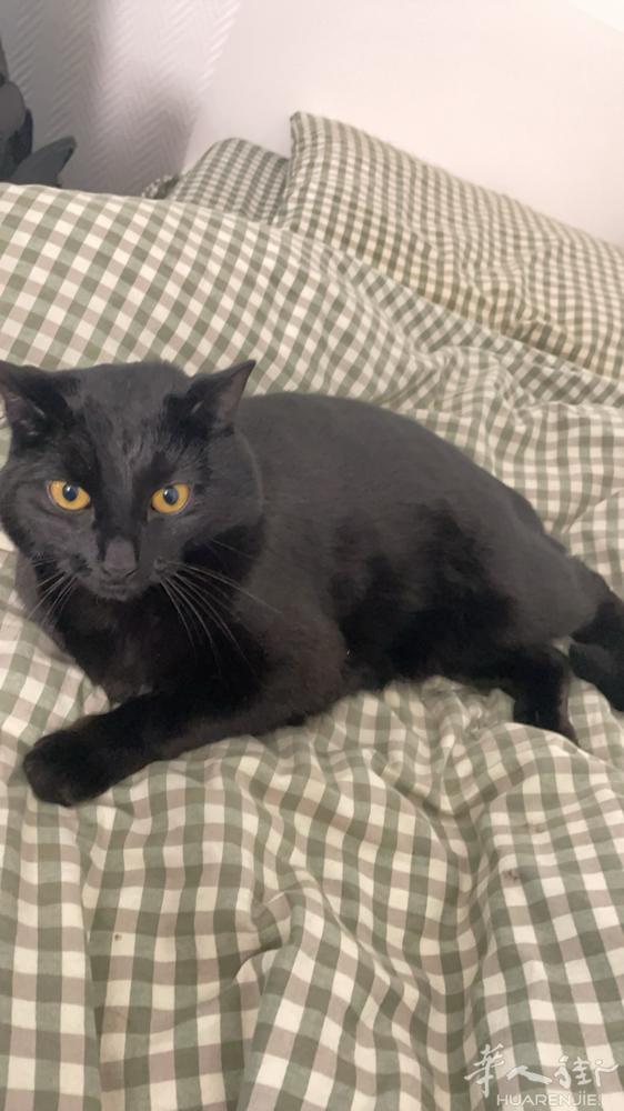 因暑假回国无法带猫，求六七八月领养我的黑猫！！！➕FranklinCMY