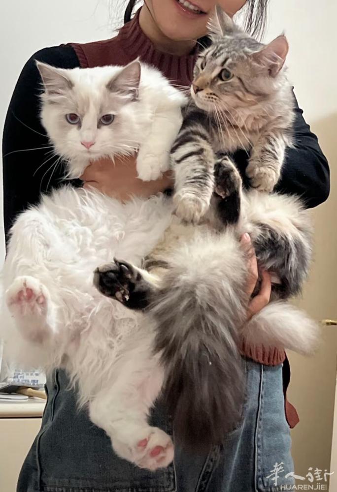 送俩只猫 布偶和缅因￼￼ 性格都很好，猫在Rovigo 自提 个人原因，没时间管