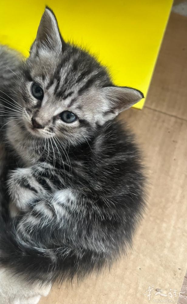 可爱的英短虎猫.宝,超级有素质，宝5兄妹2个月大啦