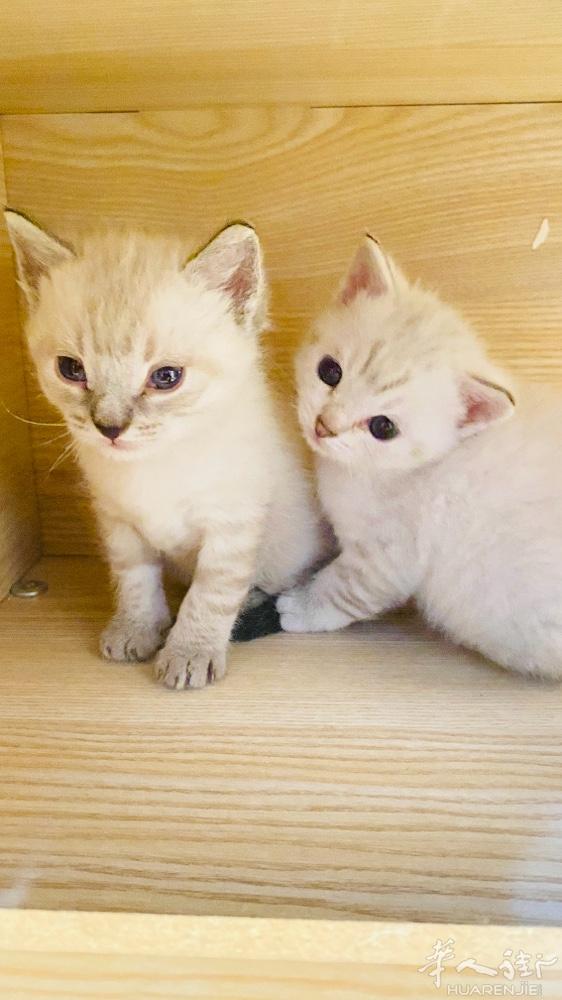 小德文猫找家长咯 一个弟弟一个妹妹