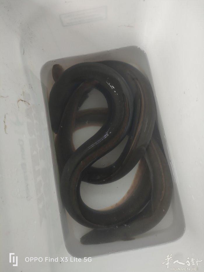 活野生鳗鱼大25.  小的20可以送货