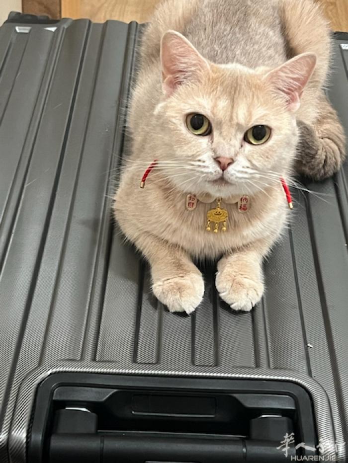 三岁小母猫找男朋友😉