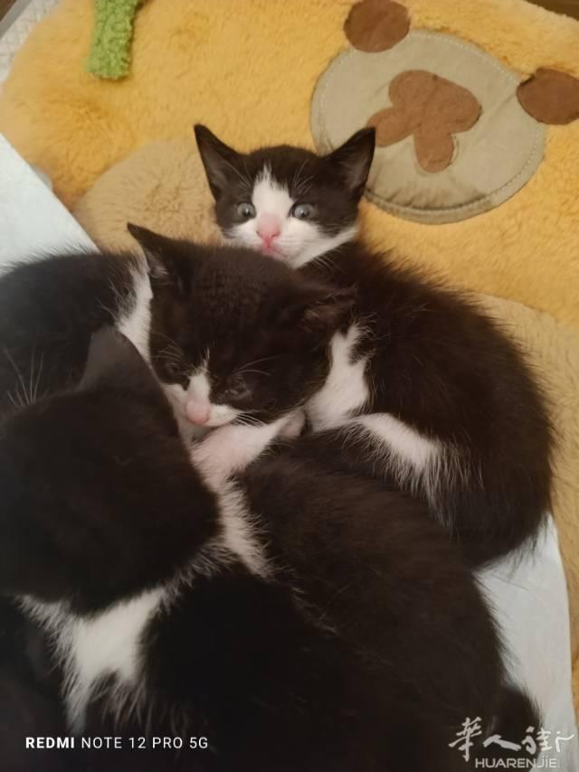 有喜欢奶牛猫的吗