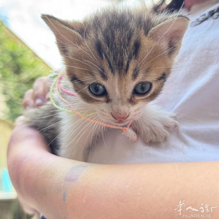 一个月多狸花小奶猫！有想领养的吗？联系电话：3270730525