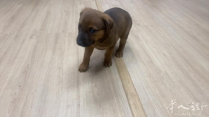 出售马犬宝宝1个月