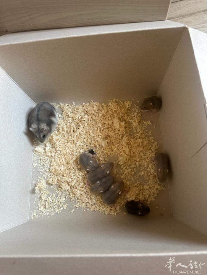 sesto Rondò 出小仓鼠🐹🐹还有芦丁鸡 喜欢的联系电话3711315