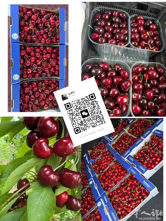 樱桃🍒王 意大利有名的樱桃王 普村