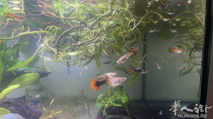出售 – 自家繁殖孔雀鱼（公鱼和母鱼）  我出售一些自家繁殖的孔雀鱼，这些