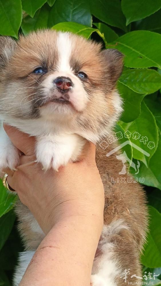 【柯基犬】弟弟妹妹都有