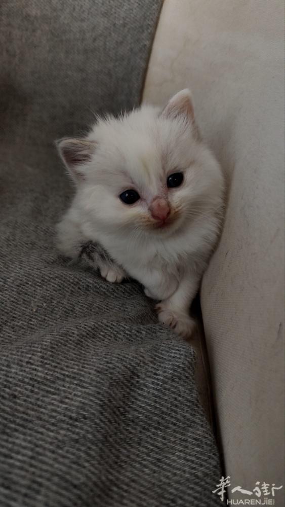 猫的世界只有两件事 陪你和等你  2只布偶妹妹，已满2个月 本想自留 因急事回国