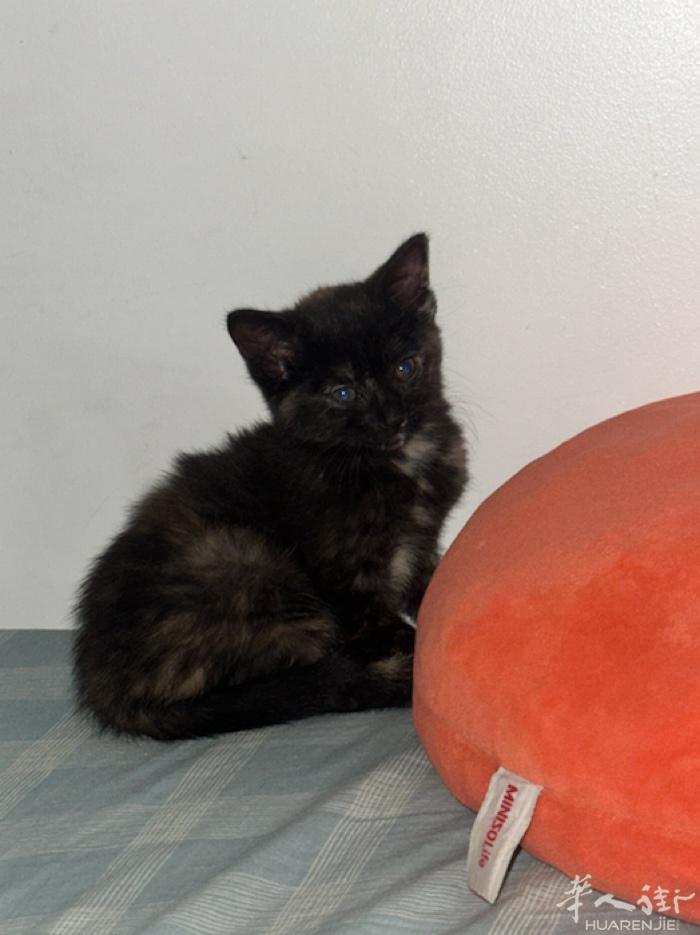 一个月的小猫 很活泼！！给猫砂盆还有粮 其他的东西 没接电话就短信联系