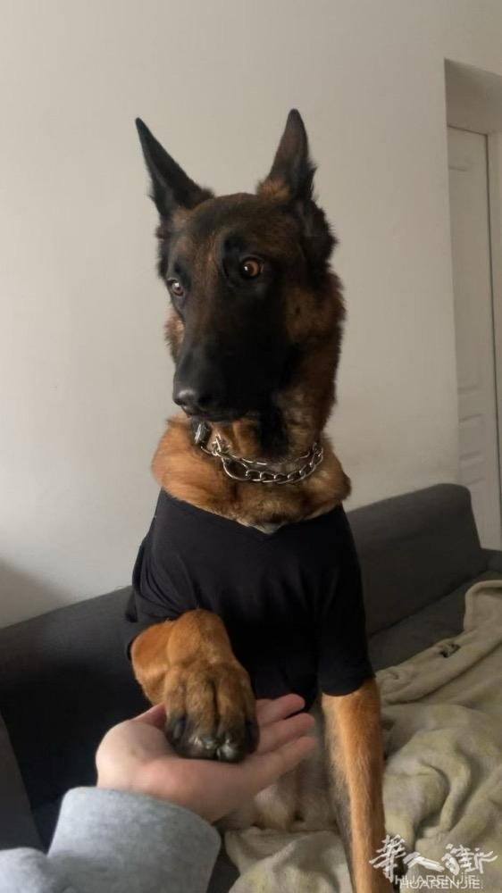 三岁 公仔马犬 已绝育，由于个人因素无法继续养，赠送爱心人士，爱狗人士领养，有意