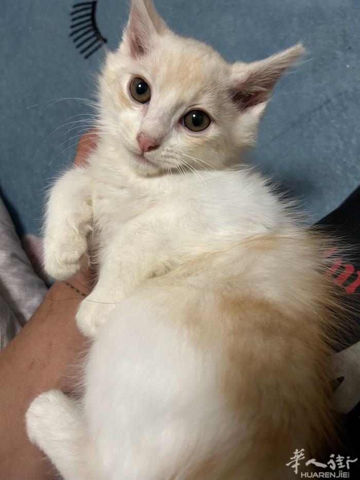 小猫2个月，免费领养 驱虫过 很干净，普拉托中国街绿城这里 电话32718888