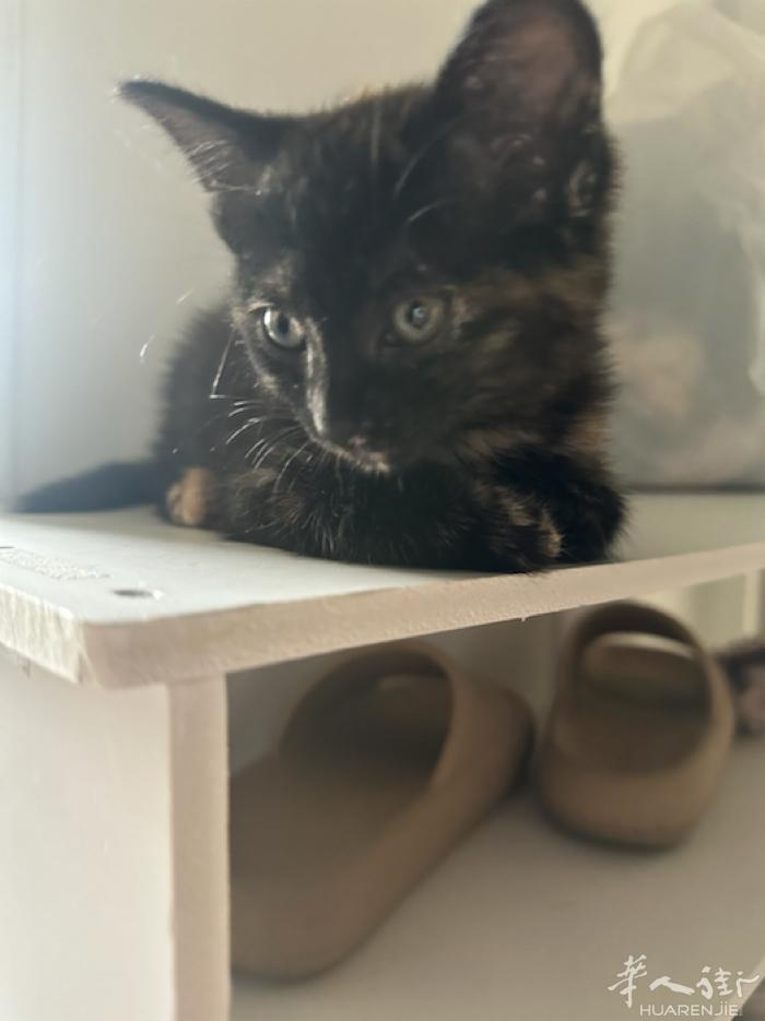 有人喜欢小猫的不