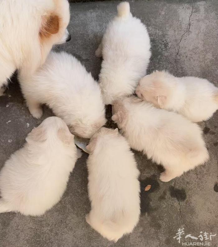 博美幼犬 可以预定 有意电聊：3277533085